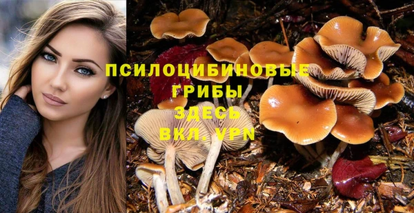 стаф Алзамай